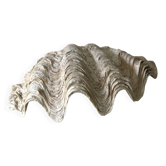 Coquillage bénitier