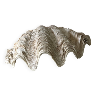 Coquillage bénitier