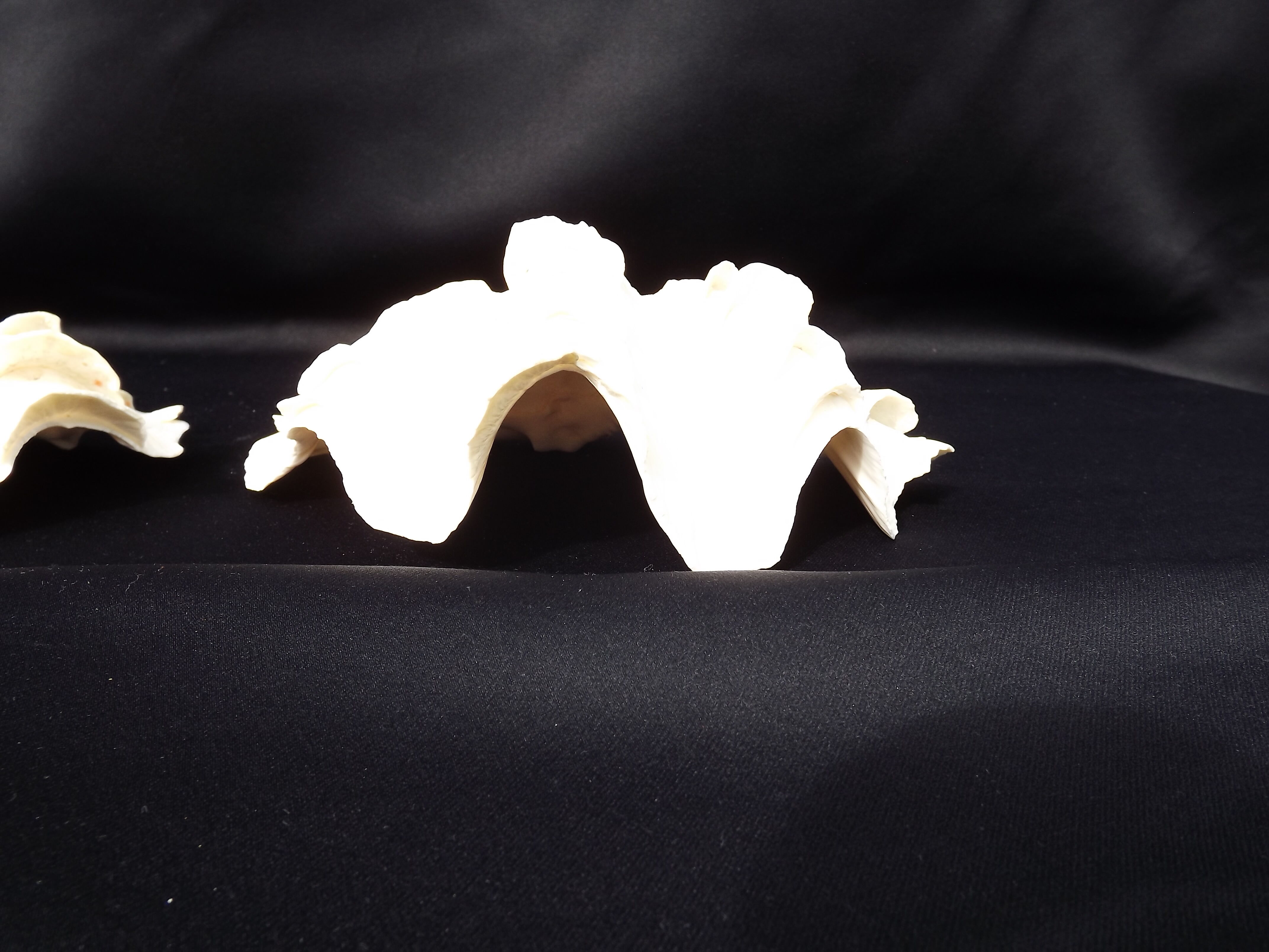 Tridacne Giant Clam xx -th