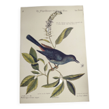 Antique bird engraving - The Bird-Cat - Zoological plate by Seligmann & Catesby