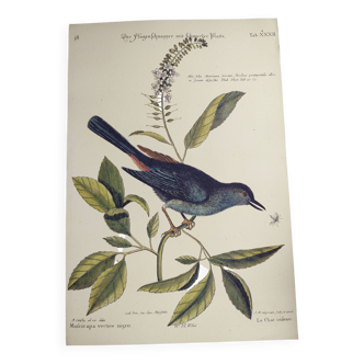 Antique bird engraving - The Bird-Cat - Zoological plate by Seligmann & Catesby