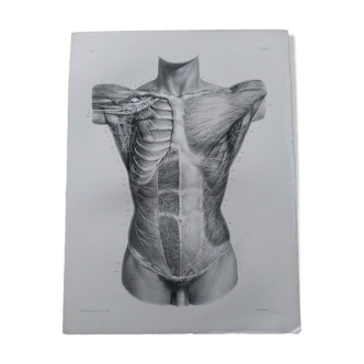 Planche anatomique XIXeme