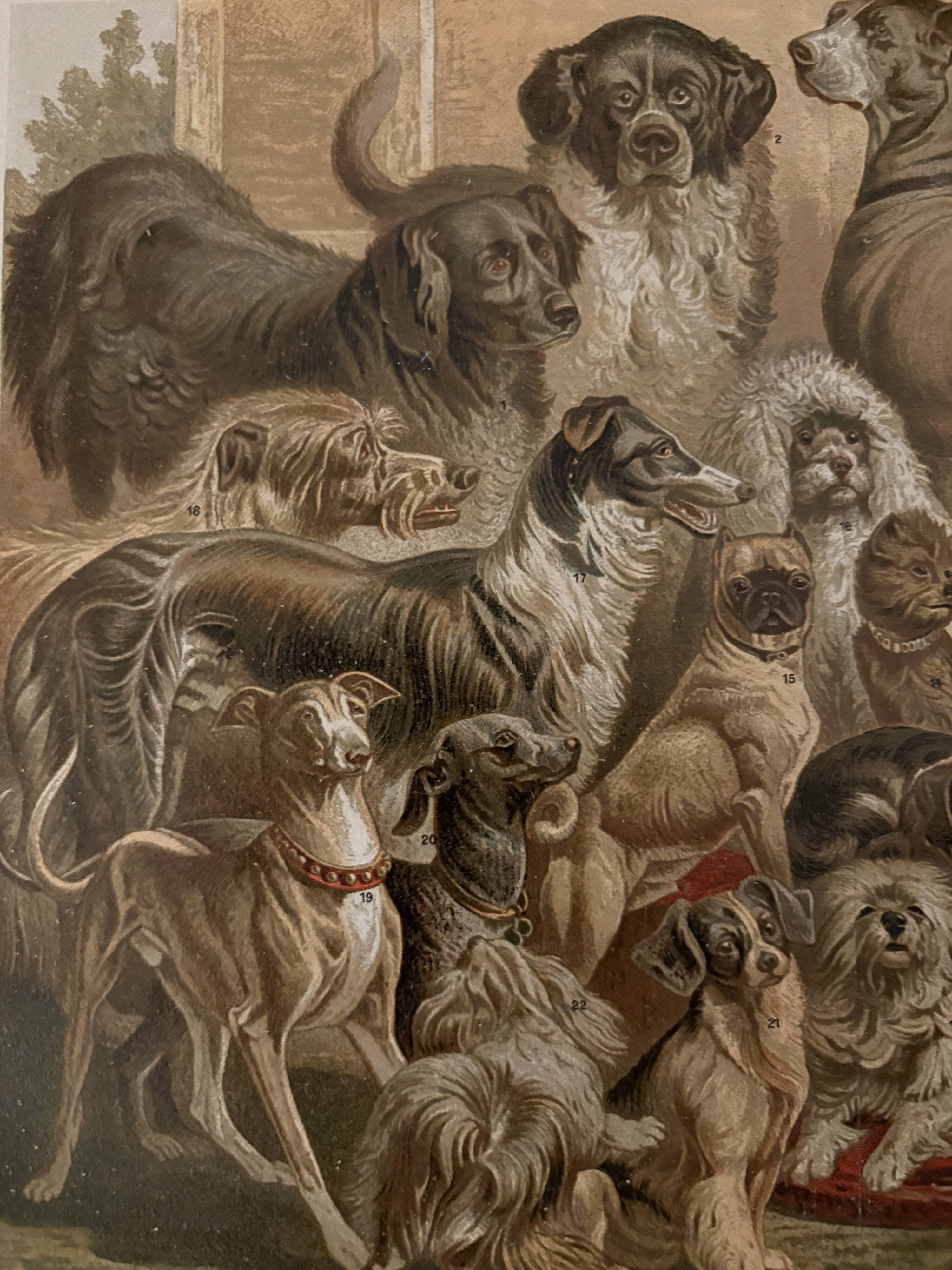 Old colour engraving of dogs – 1890