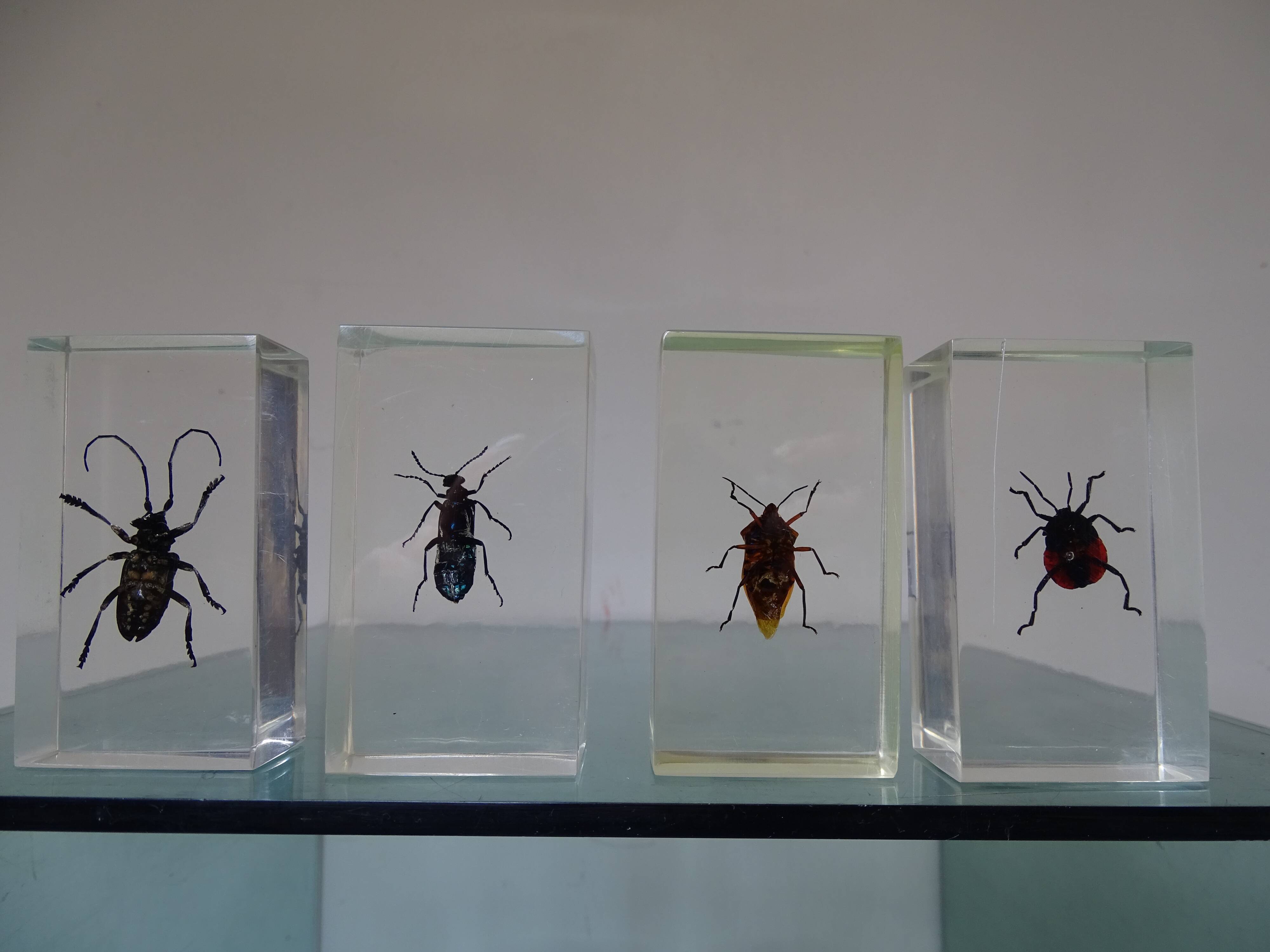 Lot 4 insects inclusions vintage resins to be identified