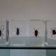 Lot 4 insectes inclusions résines vintage à identifier