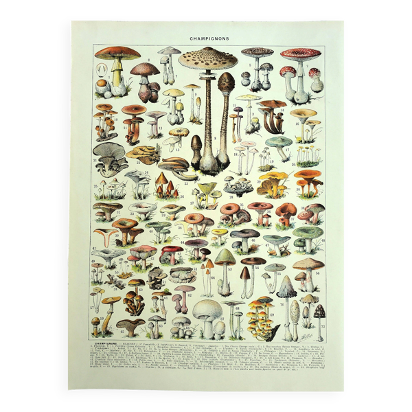 Gravure botanique 1928 A. Millot - Champignons 1, cueillette, mycologie — Beyit