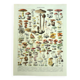 Botanical engraving 1928 A. Millot - Mushrooms 1, picking, mycology