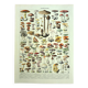 Gravure botanique 1928 A. Millot - Champignons 1, cueillette, mycologie