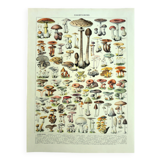 Botanical engraving 1928 A. Millot - Mushrooms 1, picking, mycology