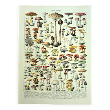 Botanical engraving 1928 A. Millot - Mushrooms 1, picking, mycology