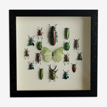 Composition insectes sous cadre