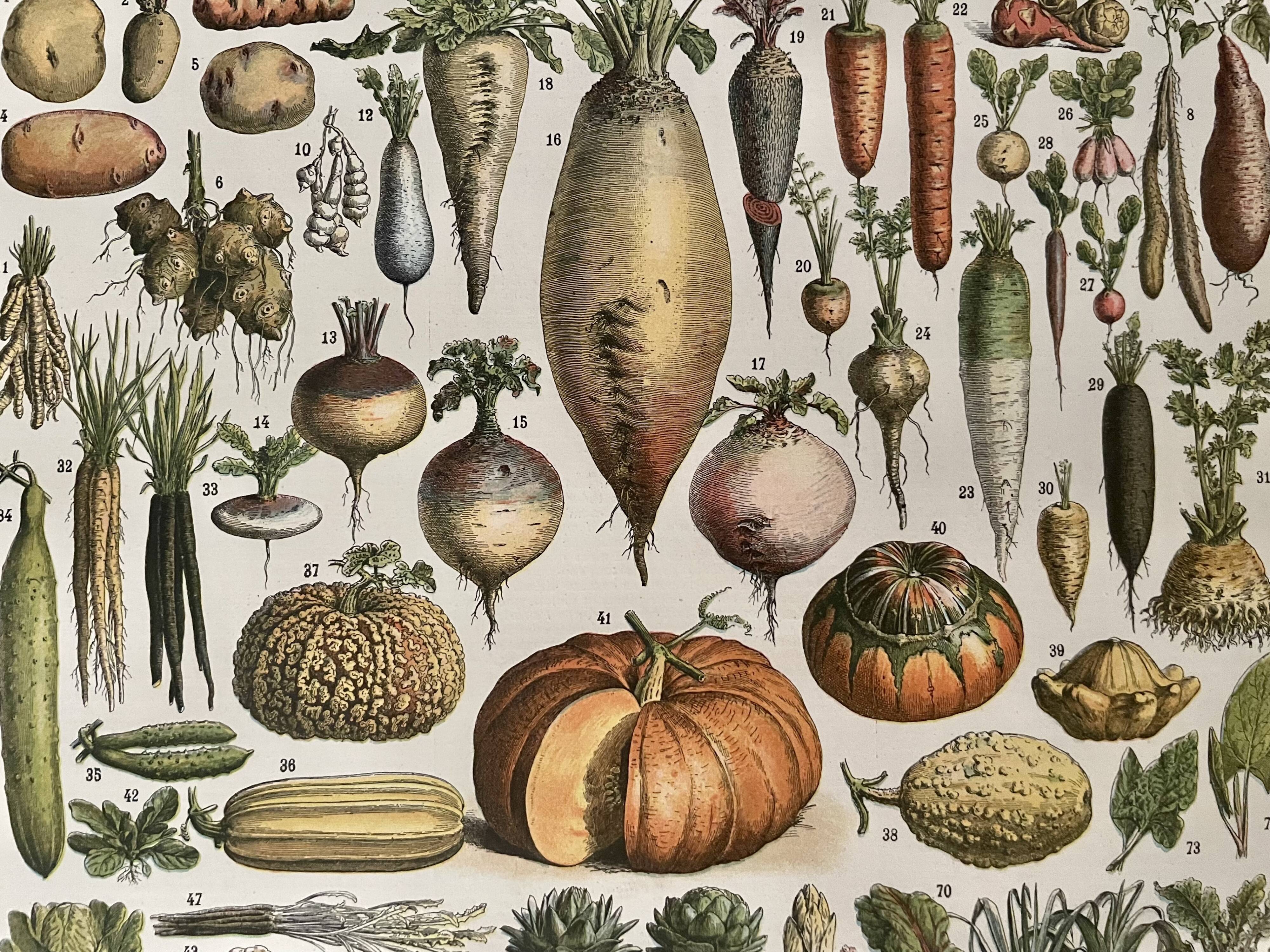 Lithograph on vegetables and vegetables from 1897