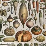 Lithograph on vegetables and vegetables from 1897