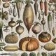 Lithograph on vegetables and vegetables from 1897