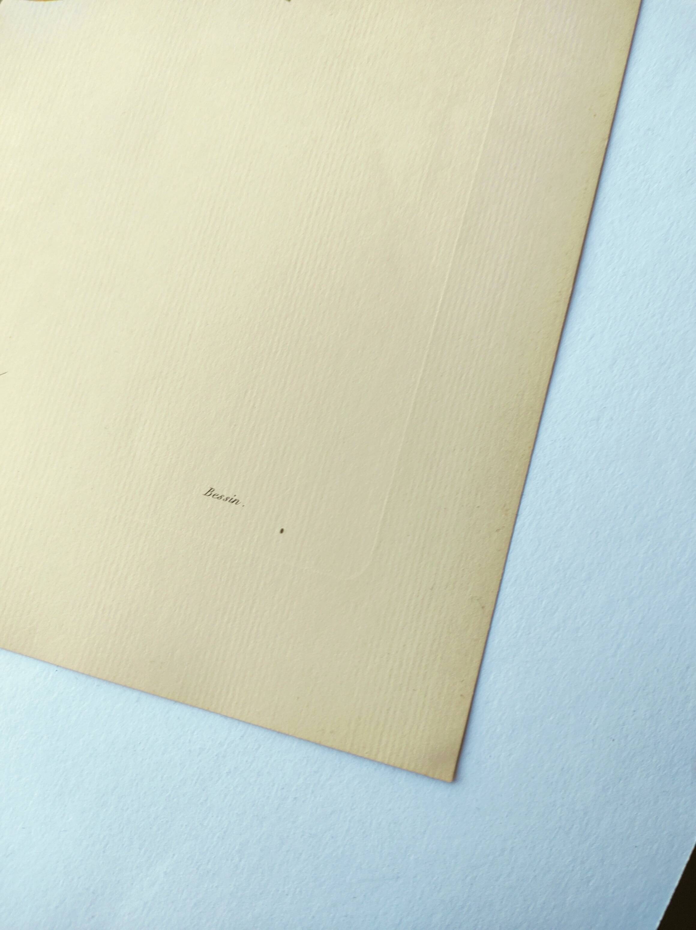 Antique fruit engraving -1955- Calville apple- By PJ Redouté. Vintage