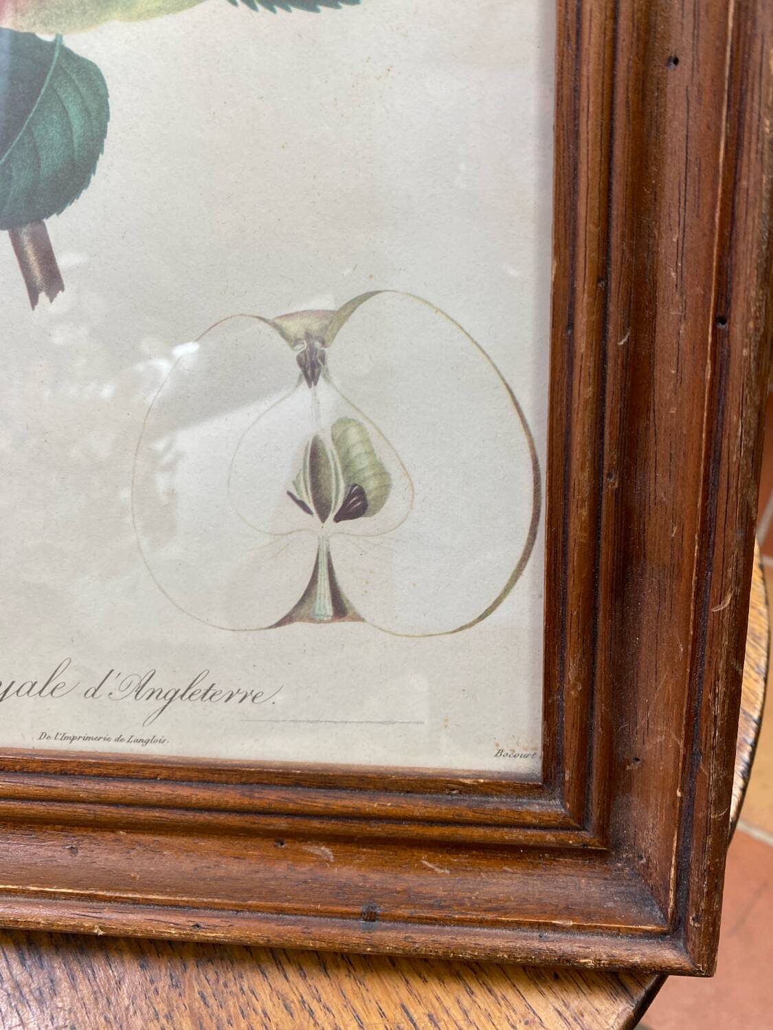 Affiche botanique Langlois encadrée