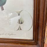 Affiche botanique Langlois encadrée