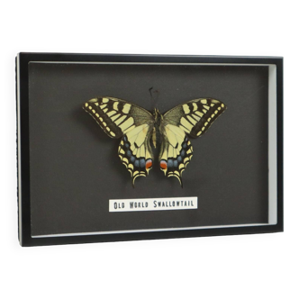 Framed Butterfly Taxidermy Old World Swallowtail Queen's Page