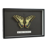 Framed Butterfly Taxidermy Old World Swallowtail Queen's Page