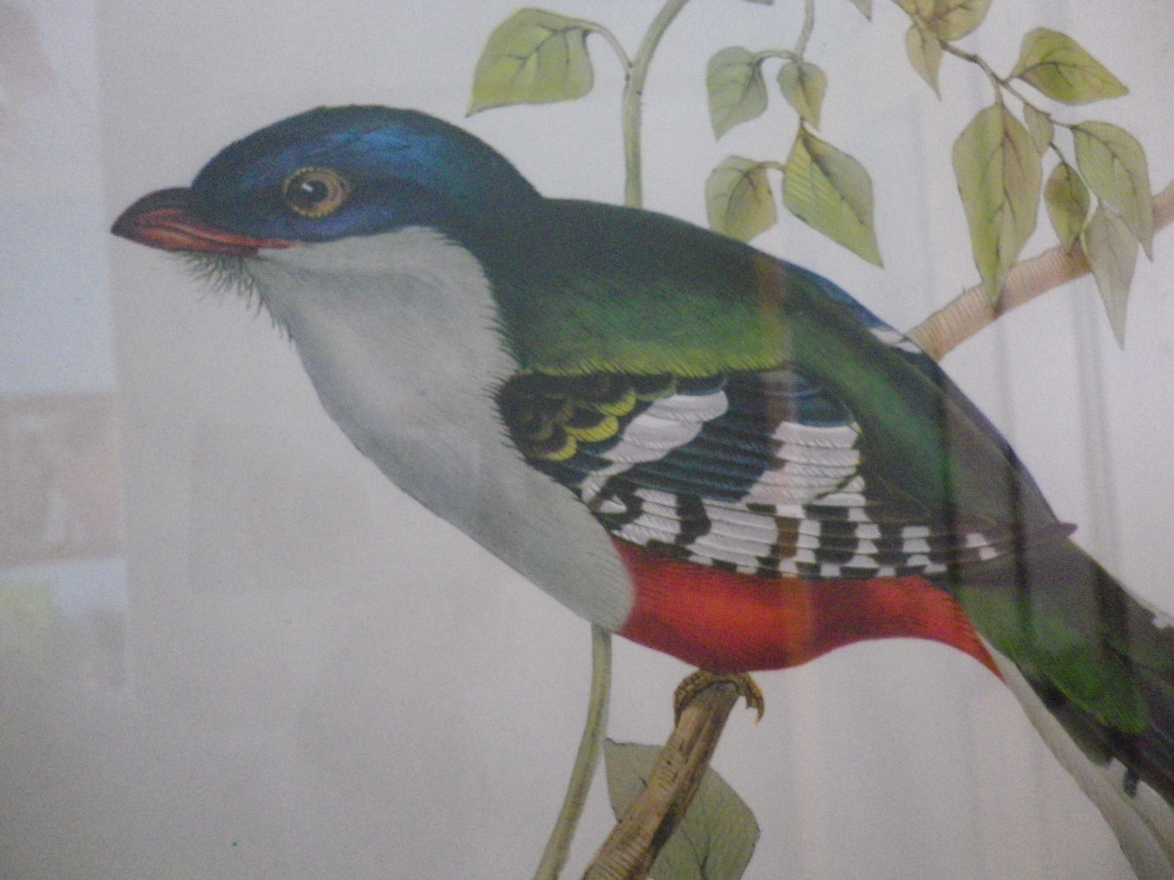 Printed "trogon temnurus" by J- E. Gould 1804-1881 printed by c.hullmandel (1789/1850)