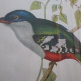 Printed "trogon temnurus" by J- E. Gould 1804-1881 printed by c.hullmandel (1789/1850)