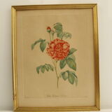 Lithographie JP Redouté encadrée - Belle Rubanée