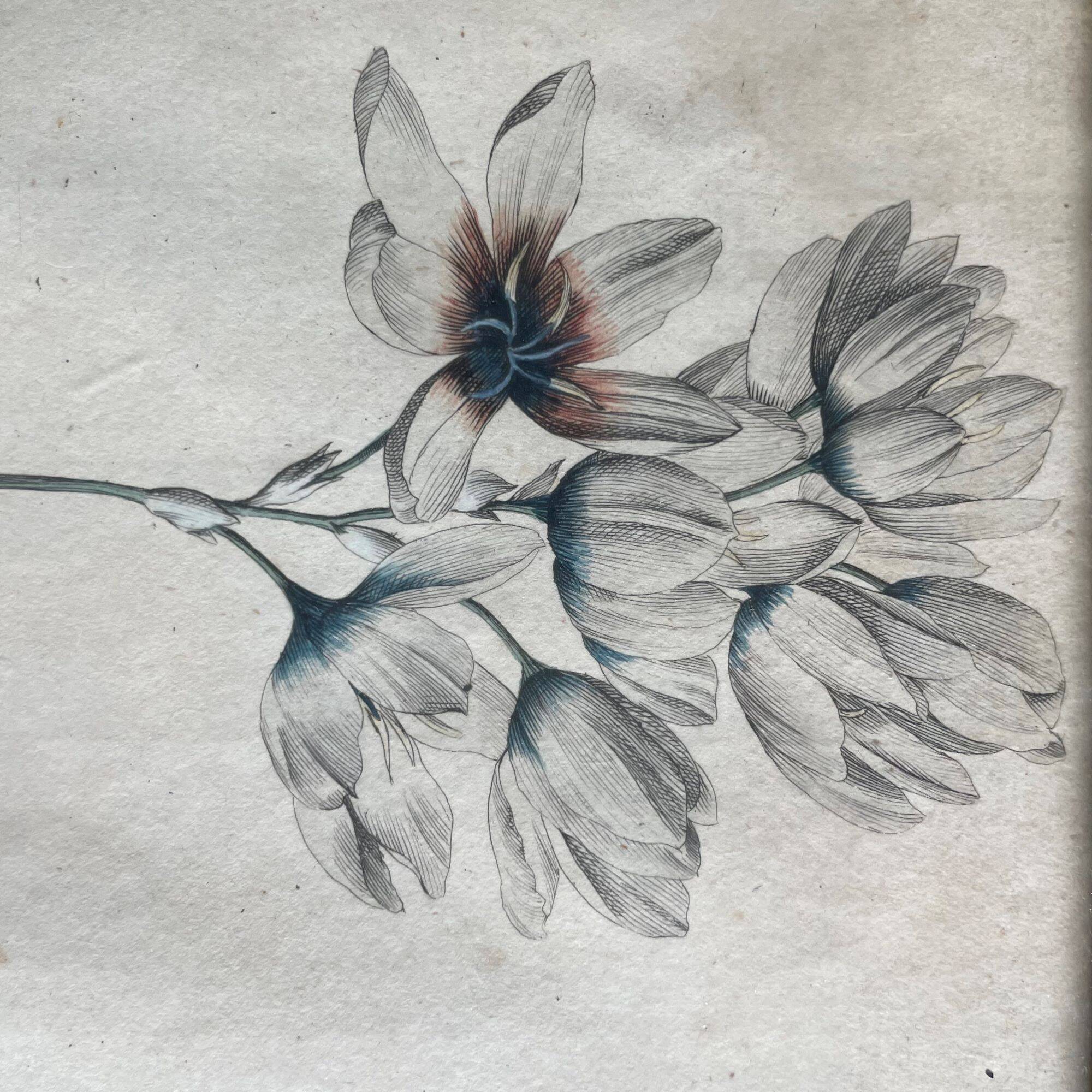 Set of 2 antique botanical drawings, prints, 1st half 20th century