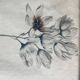 Set of 2 antique botanical drawings, prints, 1st half 20th century