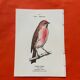 Botanical engraving birds double sided naturalist board