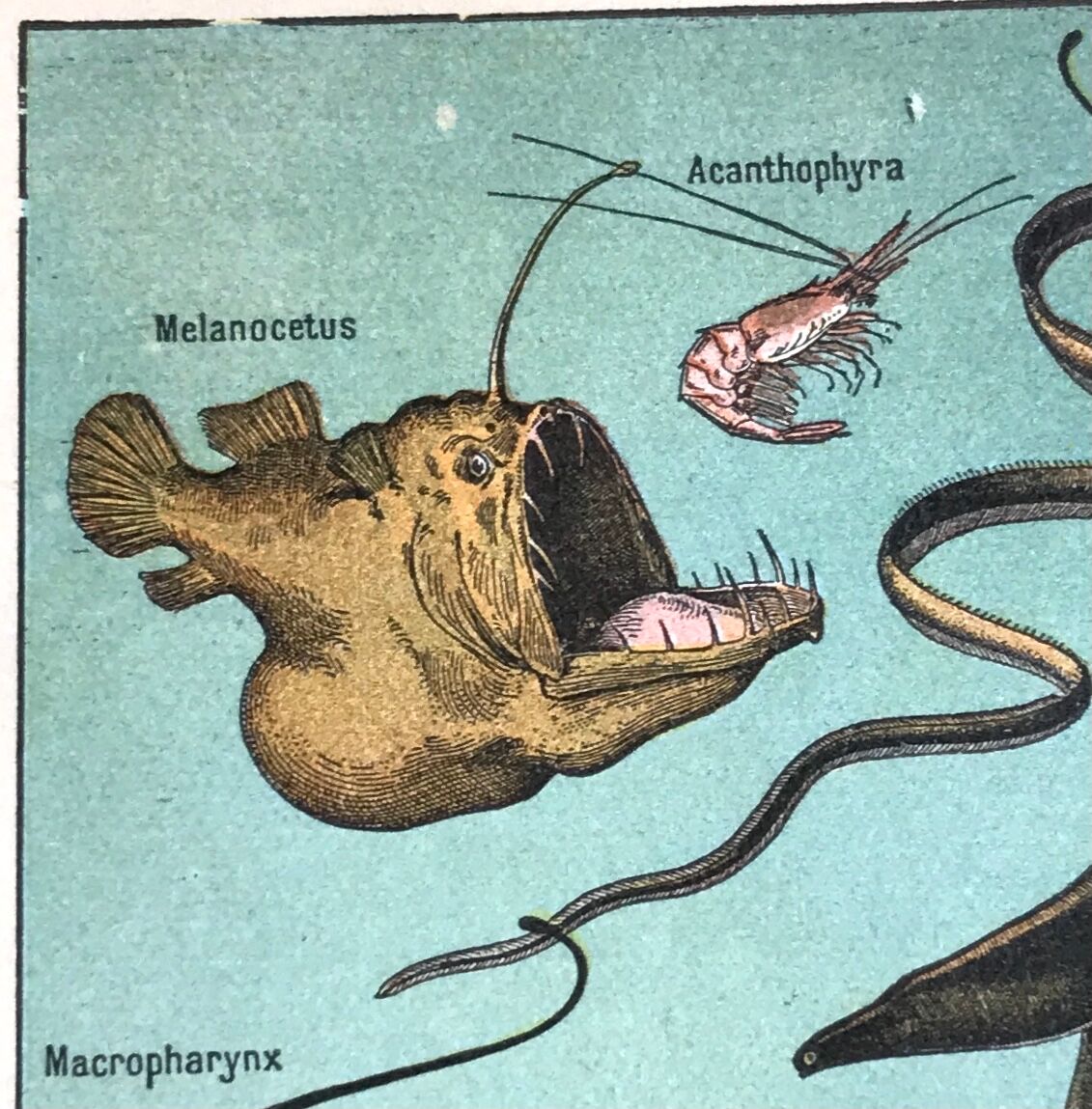 Original oceanographer board