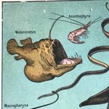 Planche originale océanographe