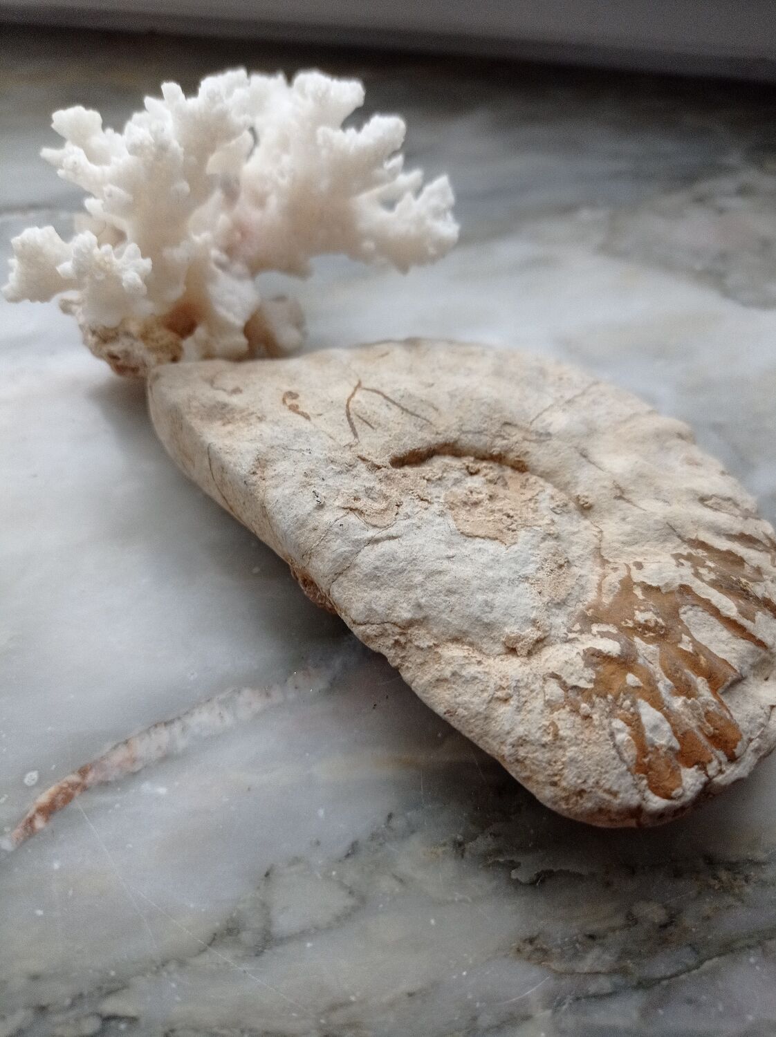 Fossilized ammonite and coral