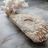 Fossilized ammonite and coral