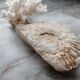 Ammonite fossilisée et corail