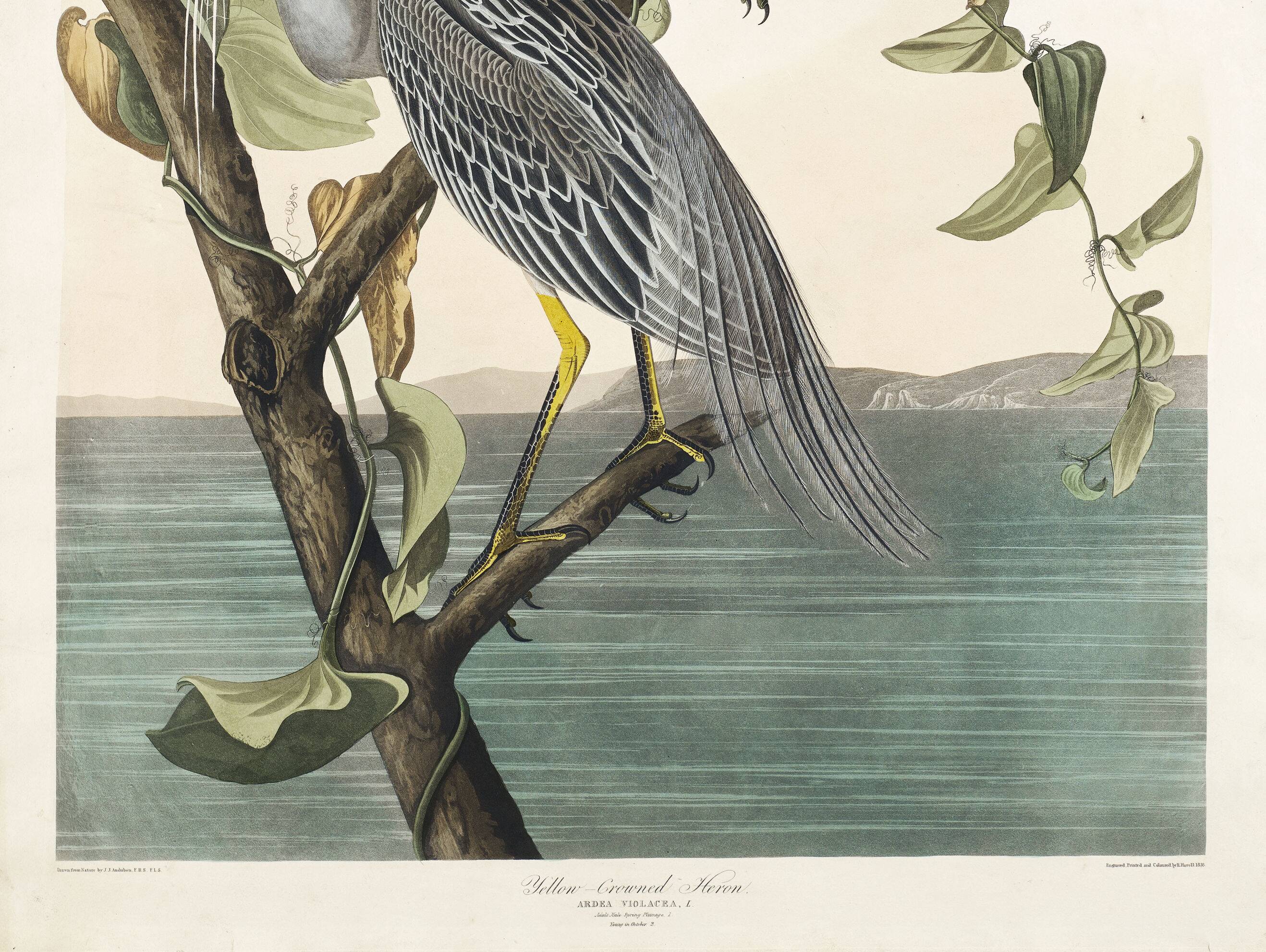 Poster about the violet night heron, based on an old engraving from 1827.
