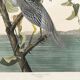 Poster about the violet night heron, based on an old engraving from 1827.