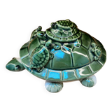 Turtle collection