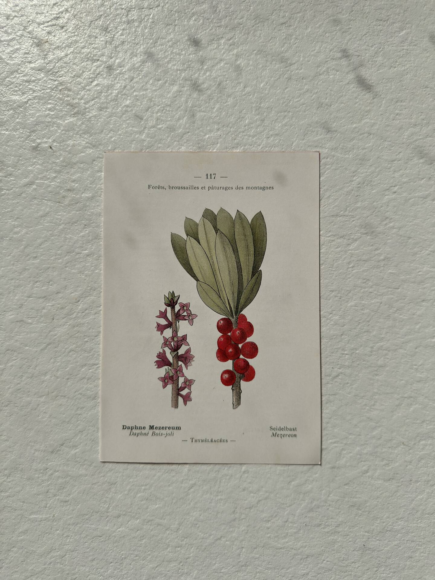 Botanical Plate 1800 Old Naturalist Engraving 19th Century Double-Sided