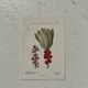 Botanical Plate 1800 Old Naturalist Engraving 19th Century Double-Sided