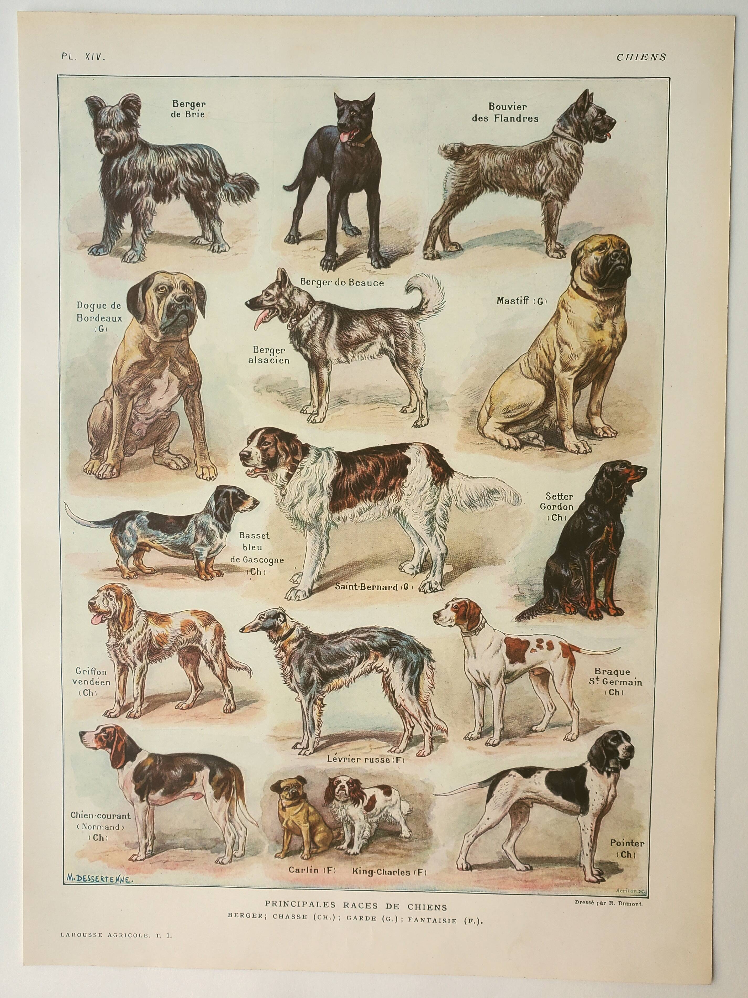 Old lithograph 1922, Dogs, main breeds, shepherd, hunting • Engraving, original illustration