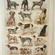 Old lithograph 1922, Dogs, main breeds, shepherd, hunting • Engraving, original illustration