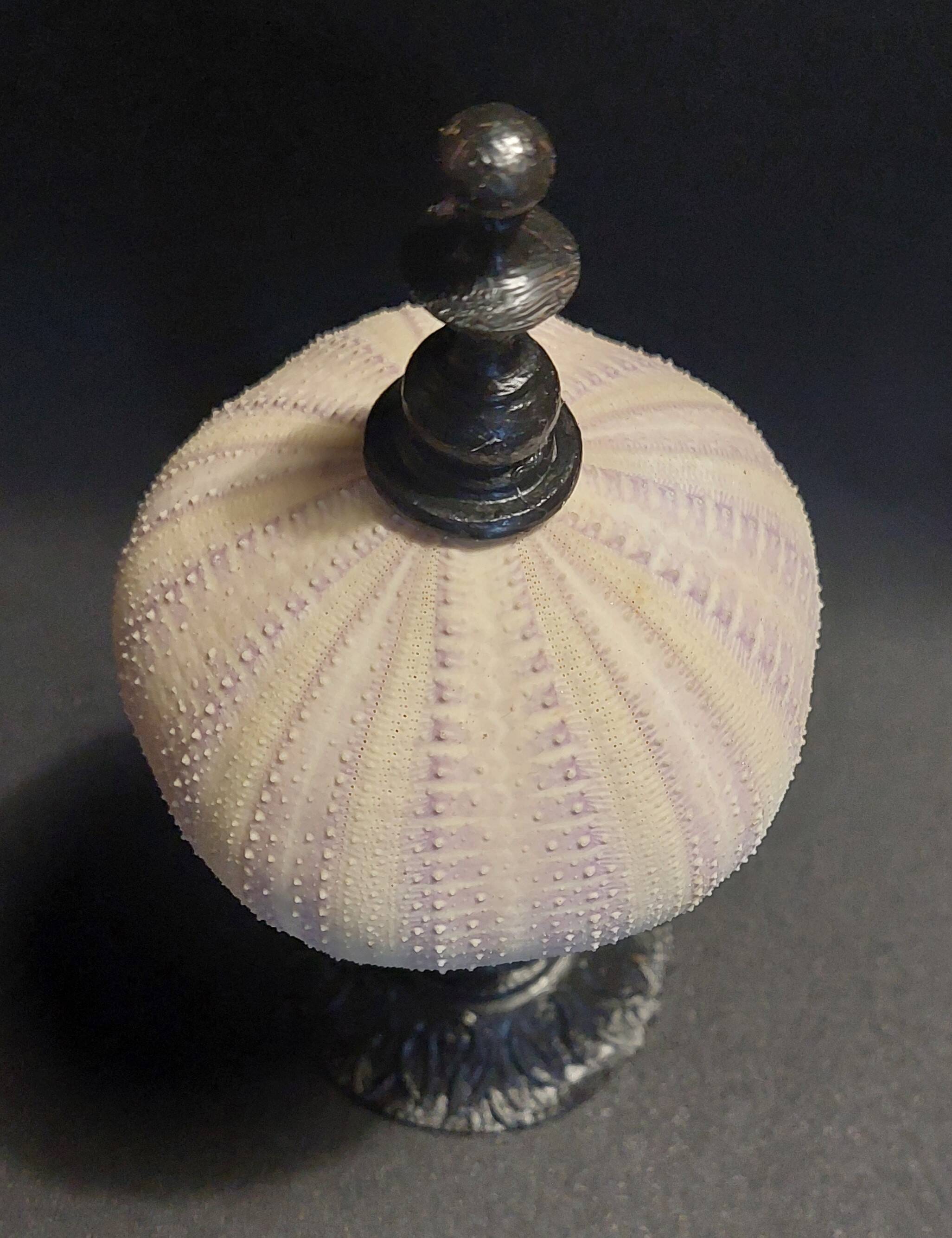Cabinet of Curiosities sea urchin priest's bonnet tripneustes gratilla on a pedestal