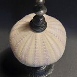 Cabinet of Curiosities sea urchin priest's bonnet tripneustes gratilla on a pedestal