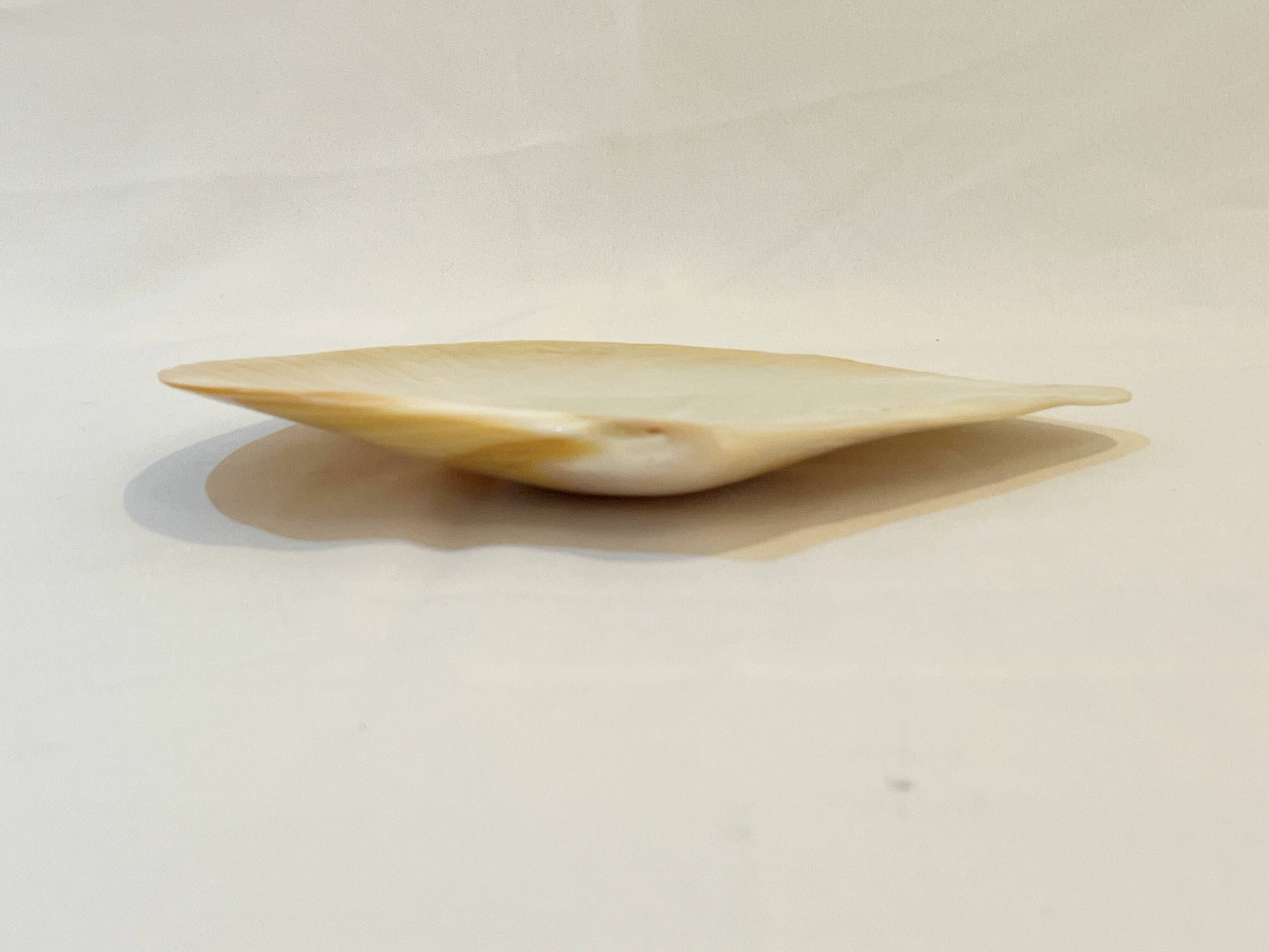 Large mother-of-pearl oyster natural pearl trinket dish from the 70s