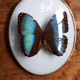 Papillon encadré cadre ovale bombé morpho
