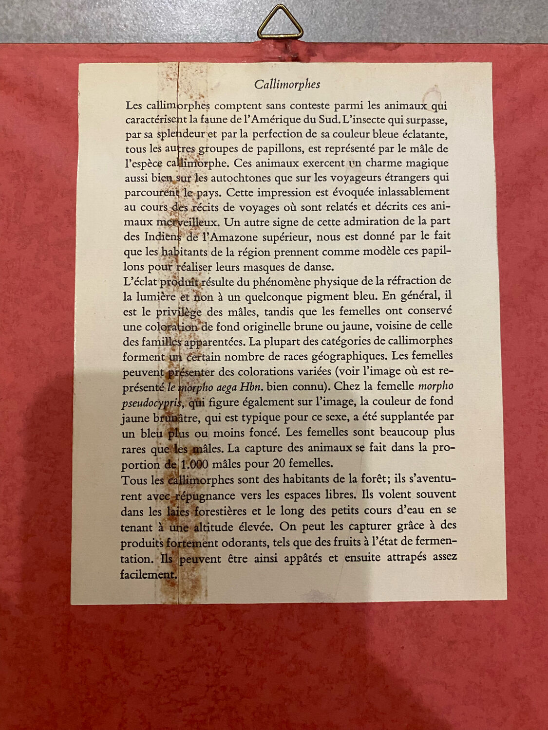 Planches zoologiques vintage -Papillons