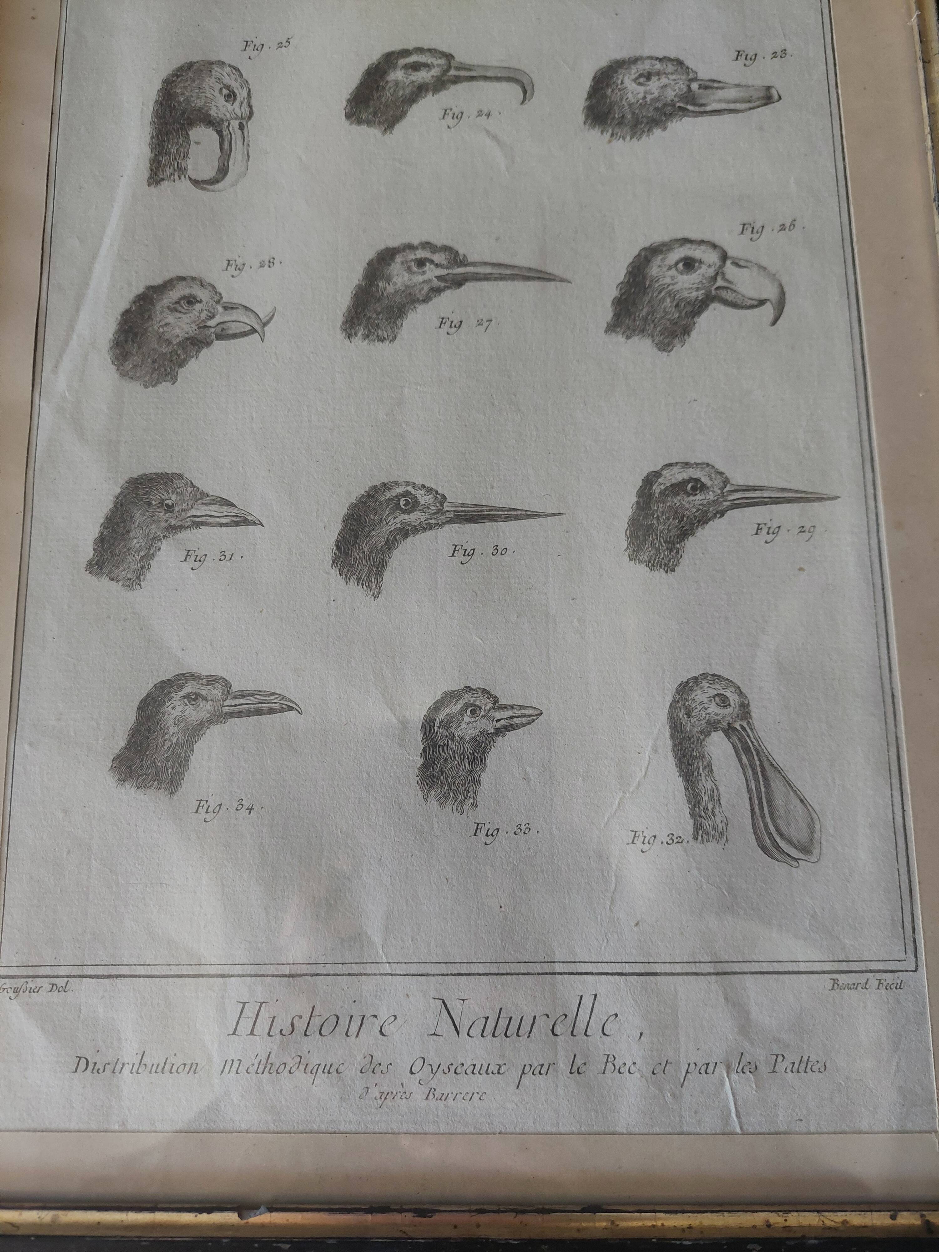 Animal engraving from the 18th century.