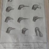 Animal engraving from the 18th century.