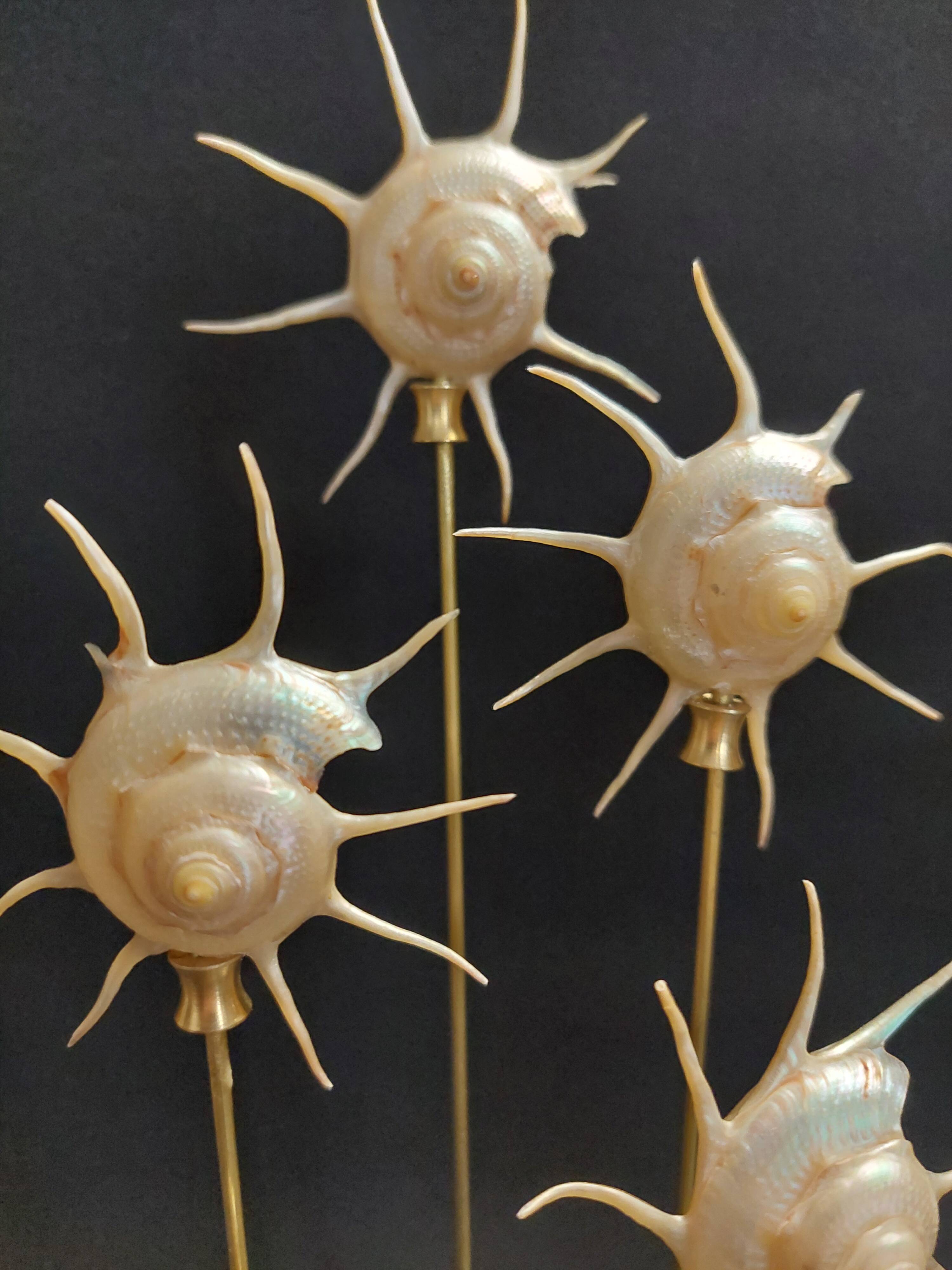 Cabinet de Curiosités globe aux coquillages guildfordia yoka nacrés