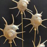 Cabinet of Curiosities globe with pearly Guildfordia Yoka shells